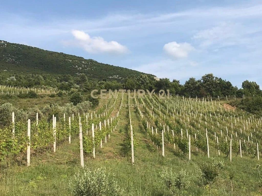 SHITET KOMPLEKS ME VRESHT, KANTINË VERE, RESTORANT DHE AKOMODIM – 13,200 M² NË BYSHEK, ELBASAN 2