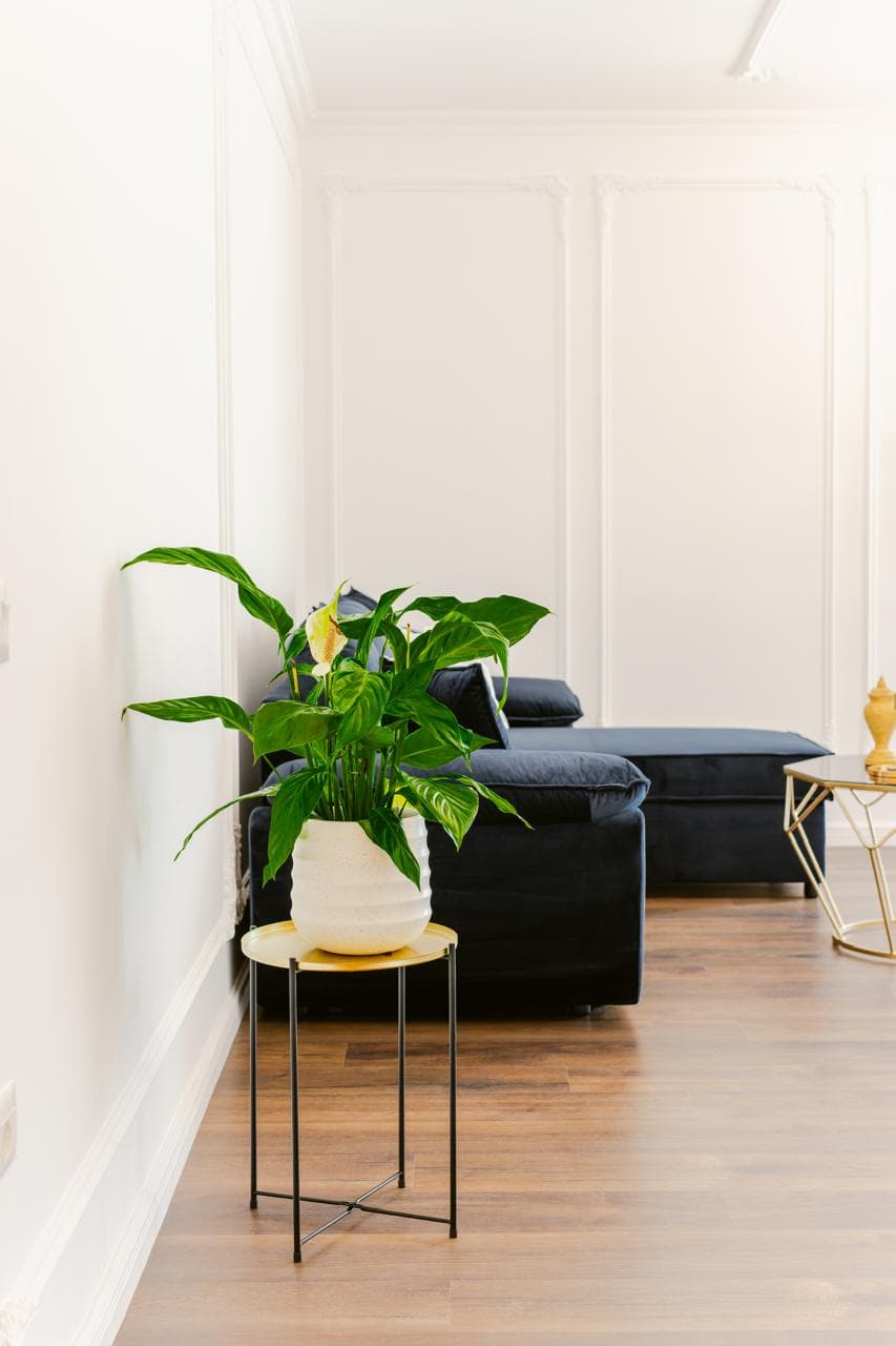 Jepet me Qira Apartament 1+1 – Astir (afër Vilës L)! 4