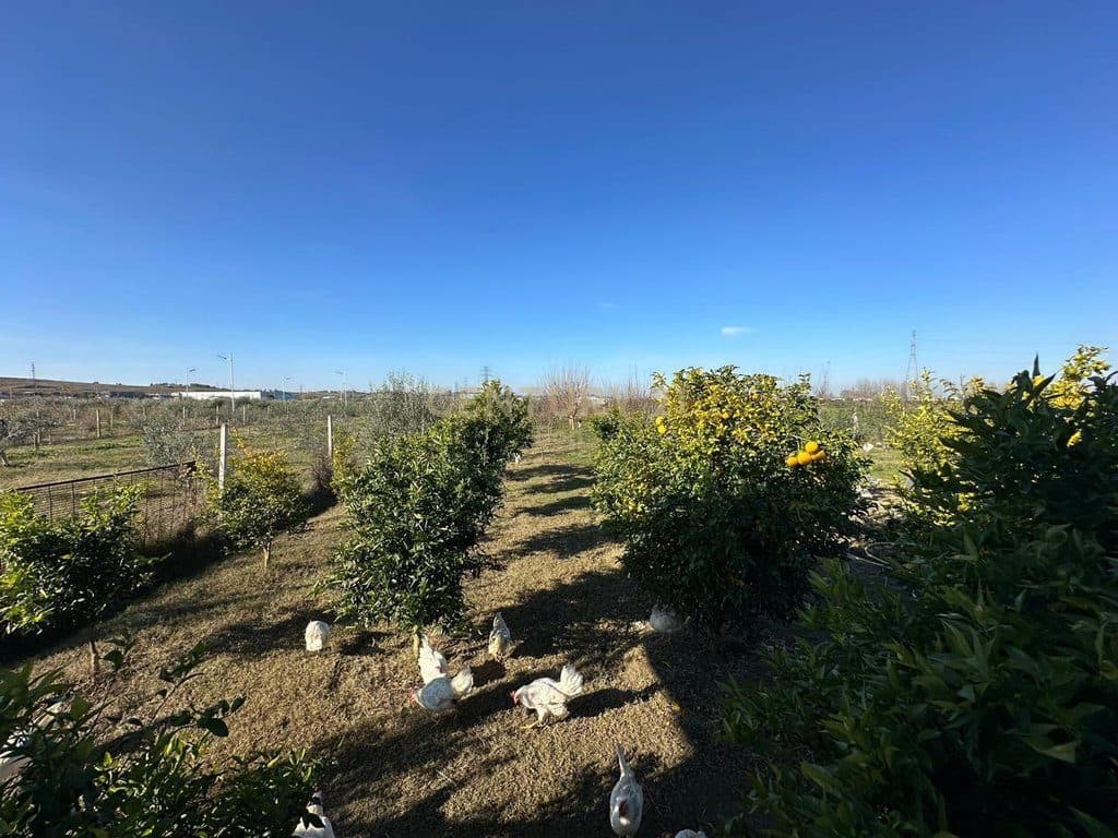 SHITET TOKË + STRUKTURA BUJQËSORE NË XHAFZOTAJ (ZONË PULARIE)