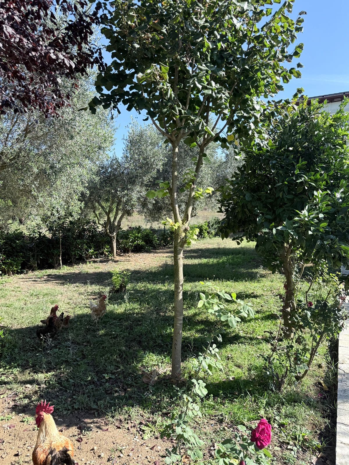 SHITET VILE INDIVIDUALE NE GJIRIN E LALZIT PERBALL RESORTS MELIA 4
