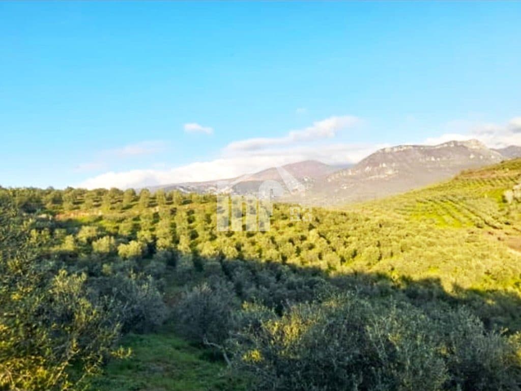 NE MAMURRAS, 2 KM LARG QYTETIT