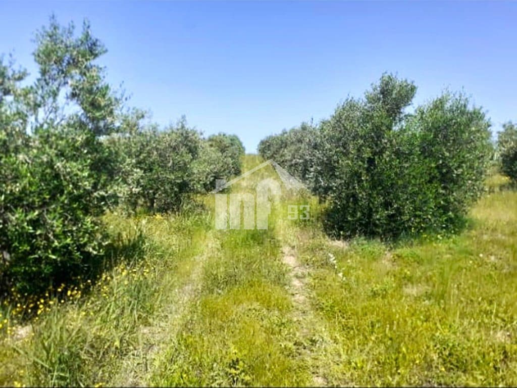 NE MAMURRAS, 2 KM LARG QYTETIT 4
