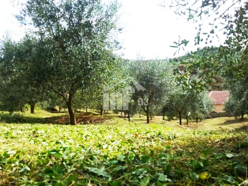 NE MAMURRAS, 2 KM LARG QYTETIT 3