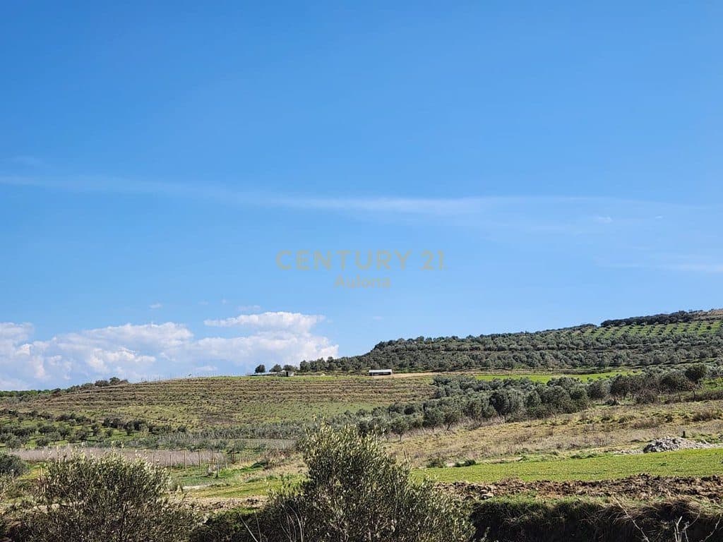 Olive Grove Land for Sale near the Bypass, Vlorë