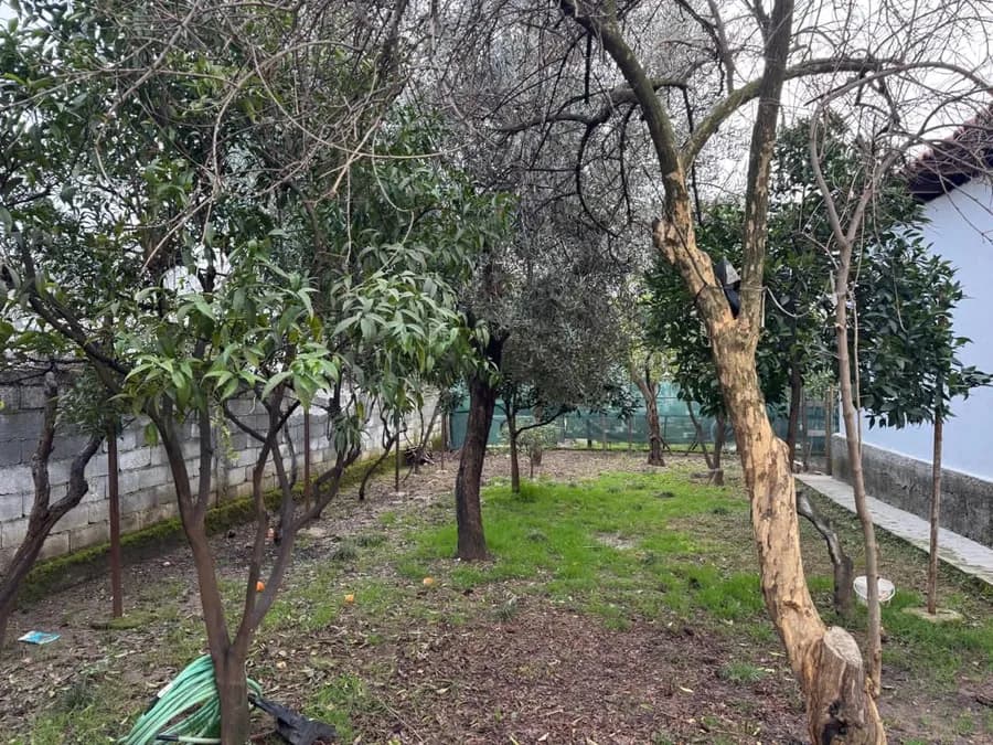 Detached House to rent Allias (Tirana - city) 3