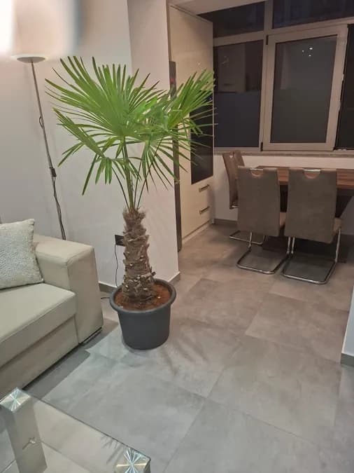 Apartment to rent Komuna e Parisit - Kristal Center (Tirana - city) 4