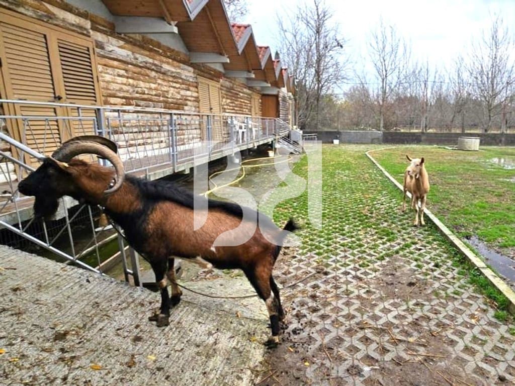 FERME–AGROTURIZEM PRENIUM ME QIRA PRANE RINASIT