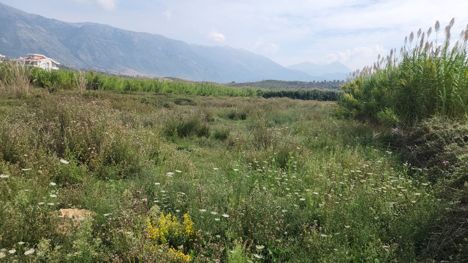 SHITET TOKE VIJE E PARE NE RADHIME, VLORE 2