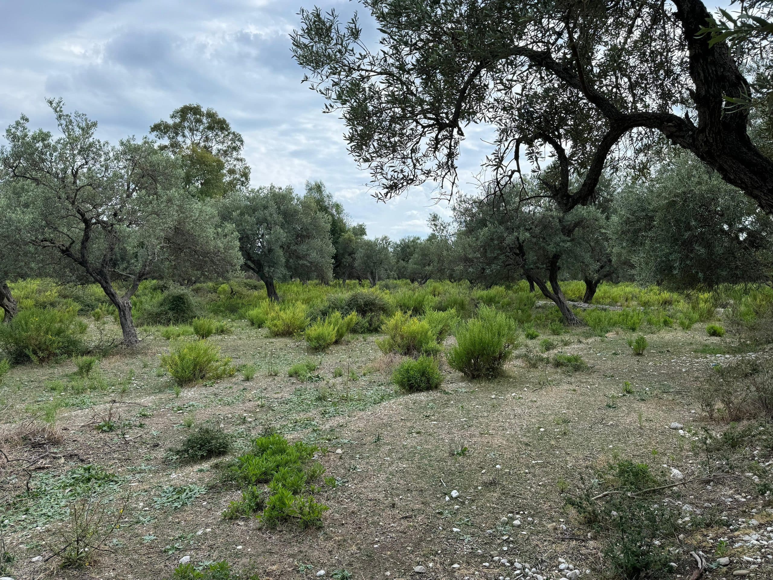 TOKË NË SHITJE NË BORSH – 2300 M², ME MUNDËSI ZGJERIMI +2000 M² | 30.000 LEKË/M²