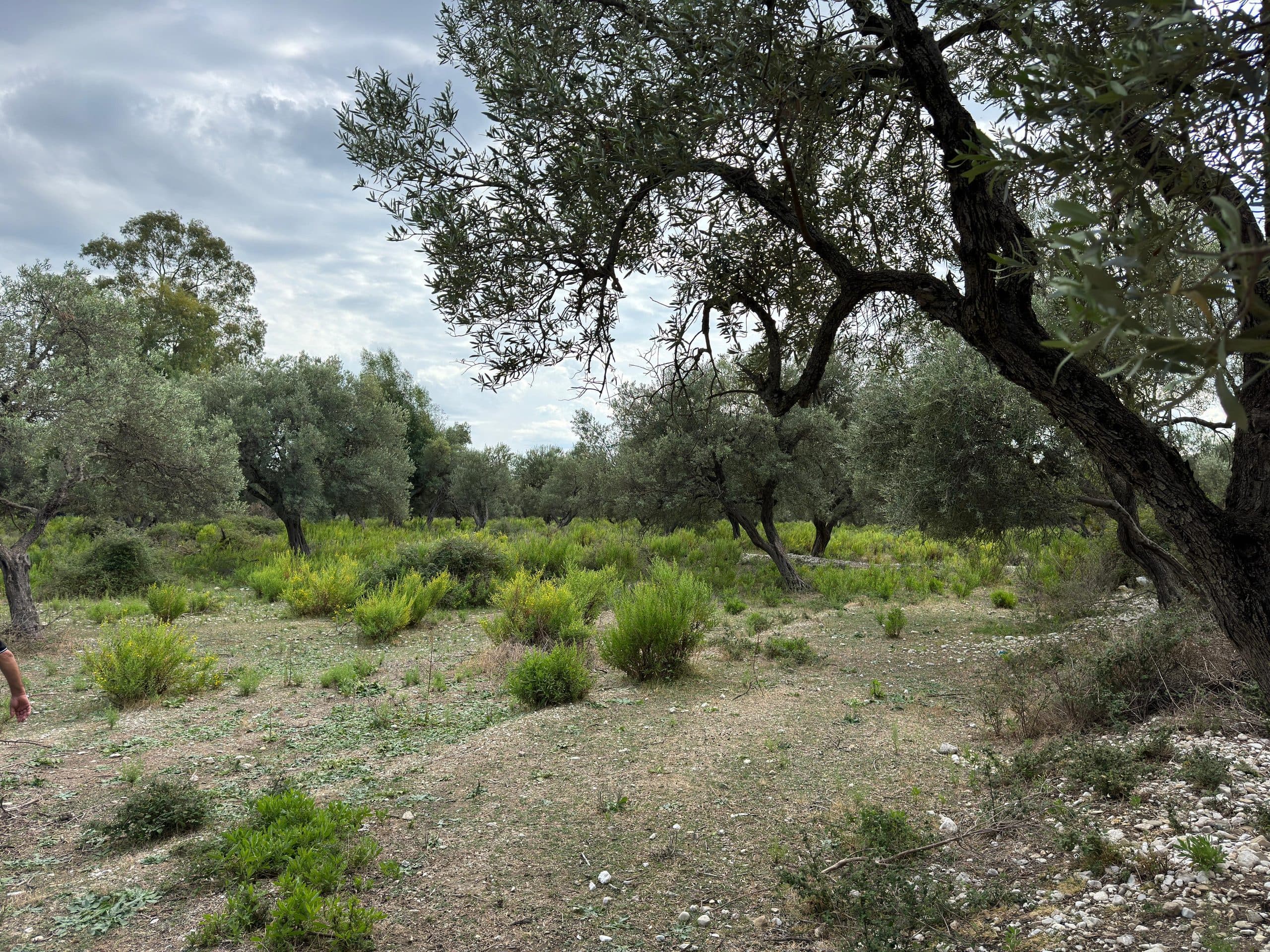 TOKË NË SHITJE NË BORSH – 2300 M², ME MUNDËSI ZGJERIMI +2000 M² | 30.000 LEKË/M² 3